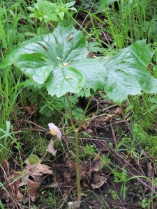 IMG_0089 - Podophyllum peltatum 'Missouri May'-768x1024