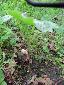 IMG_0090 - Podophyllum peltatum 'Missouri May'-768x1024