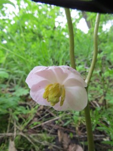 IMG_0091 - Podophyllum peltatum 'Missouri May'-768x1024