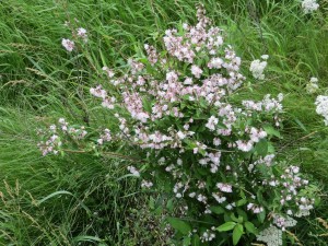 IMG_0159 - Deutzia scabra 'Codsall Pink'