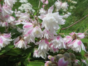 IMG_0161 - Deutzia scabra 'Codsall Pink'