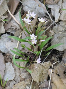 2014_05_14_0059 - Claytonia virginica