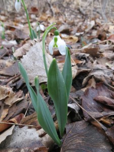 2014_04_13_1147 - Galanthus elwesii