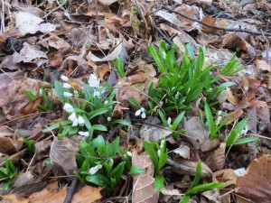 2014_04_13_1148 - Puschkinia scilloides var. libanotica