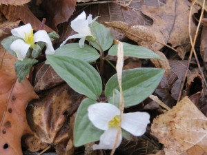 2014_04_13_1150 - Trillium nivale