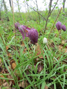 2014_05_11_1193 - Fritillaria meleagris