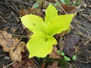 2014_05_11_1196 - Hosta 'Fire Island'