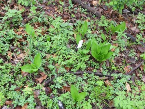 2014_05_11_1197 - Hosta clausa var. stolonifera