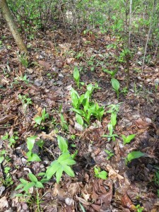 2014_05_11_1202 - Hosta clausa<span id=