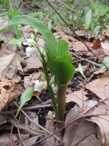 2014_05_18_1211 - Convallaria majalis