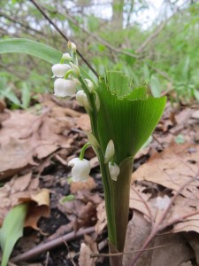 2014_05_18_1212 - Convallaria majalis