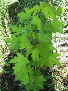 2014_06_08_1237 - Acer saccharinum 'Aureum'