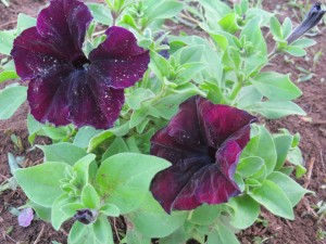 2014_06_23_1332 - Petunia x hybrida<span id=