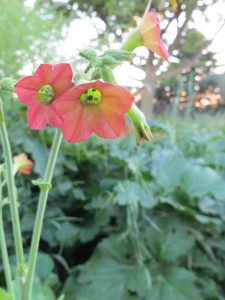 2014_06_23_1337 - Nicotiana x hybrida 'Tinkerbell'