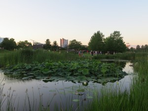 2014_07_03_1421 - Nelumbo lutea