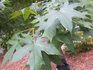 2015_10_04_5158 - Liquidambar styraciflua