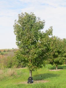 2015_10_07_5169 - Liquidambar styraciflua 'Moraine'