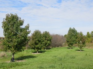 2015_10_07_5170 - Liquidambar styraciflua 'Moraine'