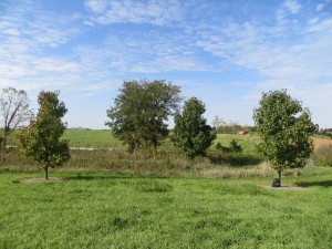 2015_10_07_5171 - Liquidambar styraciflua 'Moraine'