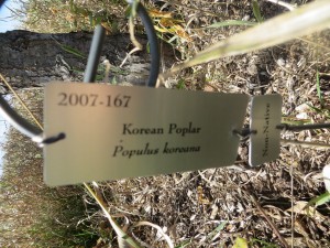 2015_10_07_5207 - Populus koreana