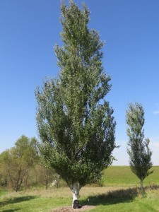 2015_10_07_5208 - Populus tomentosa x alba