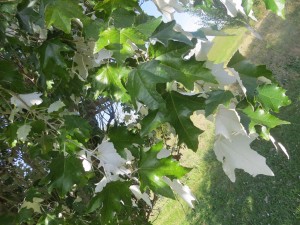 2015_10_07_5209 - Populus tomentosa x alba