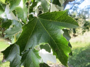 2015_10_07_5210 - Populus tomentosa x alba