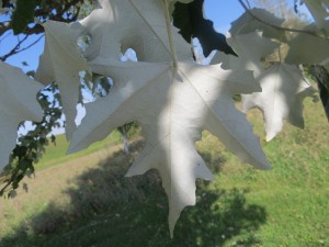 2015_10_07_5211 - Populus tomentosa x alba