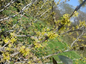 2015_10_07_5233 - Hamamelis virginiana