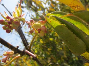 2015_10_07_5242 - Staphylea trifolia