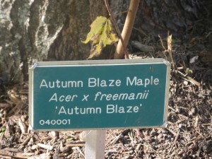 2015_10_13_5327 - Acer x freemanii 'Autumn Blaze'