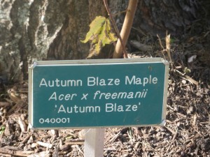 2015_10_13_5327 - Acer x freemanii 'Autumn Blaze'