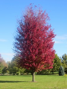 2015_10_13_5328 - Acer x freemanii 'Autumn Blaze'