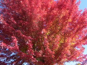 2015_10_13_5330 - Acer x freemanii 'Autumn Blaze'