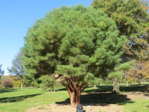 2015_10_13_5335 - Pinus densiflora 'Umbraculifera'