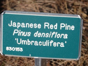 2015_10_13_5337 - Pinus densiflora 'Umbraculifera'