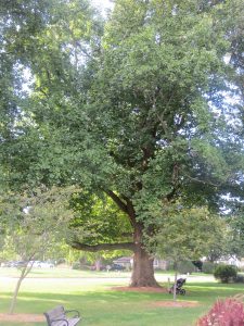 2016_09_19_6548-liriodendron-tulipifera