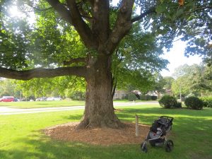 2016_09_19_6549-liriodendron-tulipifera