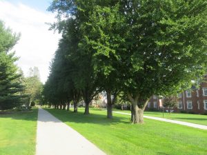 2016_09_19_6556-ginkgo-biloba