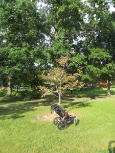 2016_09_19_6564-fagus-sylvatica-tricolor