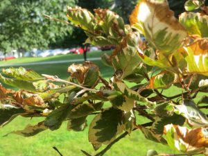 2016_09_19_6566-fagus-sylvatica-tricolor