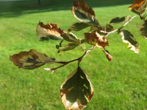 2016_09_19_6567-fagus-sylvatica-tricolor