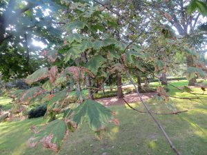 2016_09_19_6573-acer-platanoides-drummondii