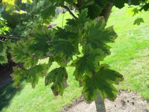 2016_09_26_7148-acer-platanoides-drummondii