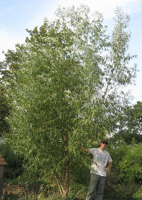 Hybrid Willow Stake Cuttings For Shade