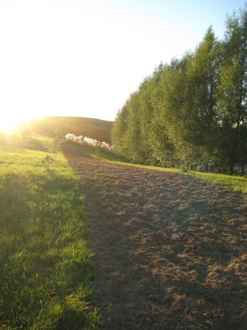 Tilled Bed