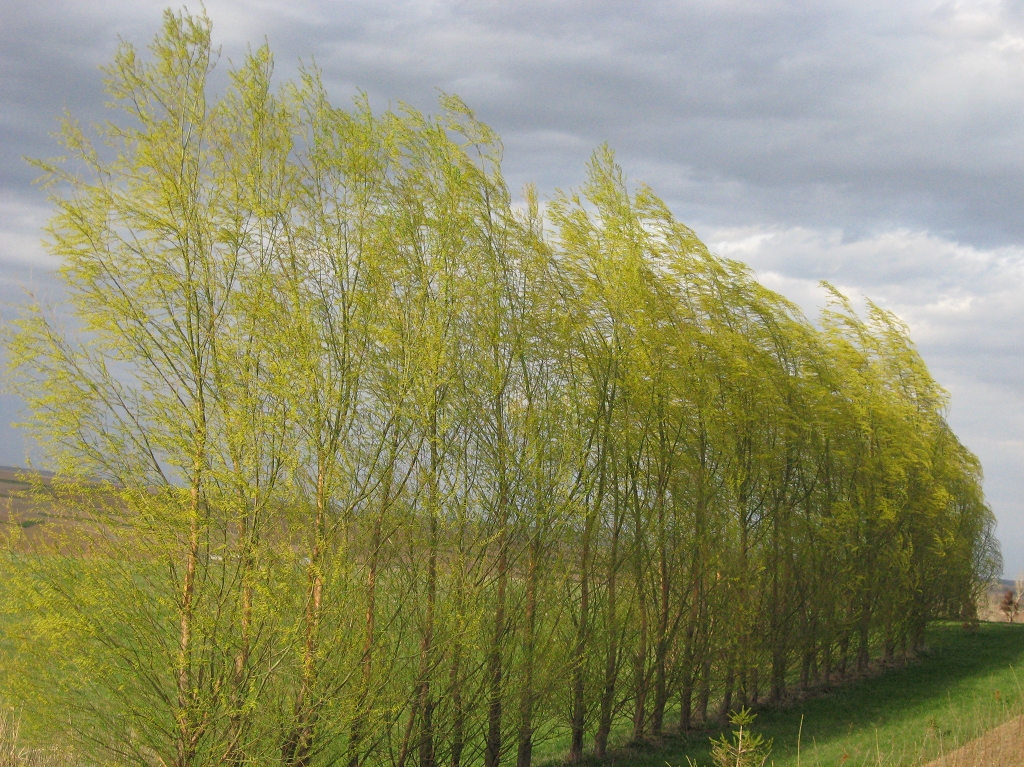 top 28 aus tree windbreaktrees com 225 rbol gavil 225 top 28 aus tree windbreaktrees com 225 rbol gavil 225