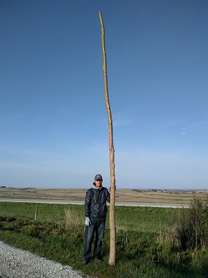 Fast Growth Hybrid Willow Pole