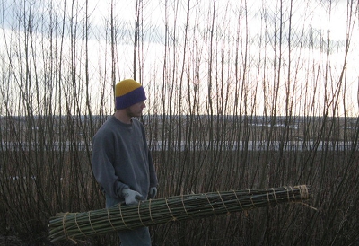 Hybrid Willow Cuttings Shipped