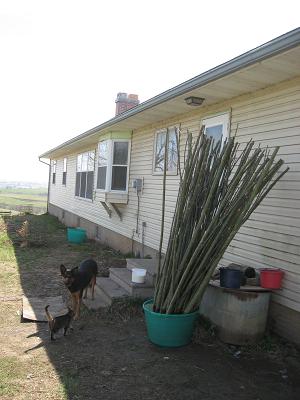 Hybrid Willow Stake Cuttings